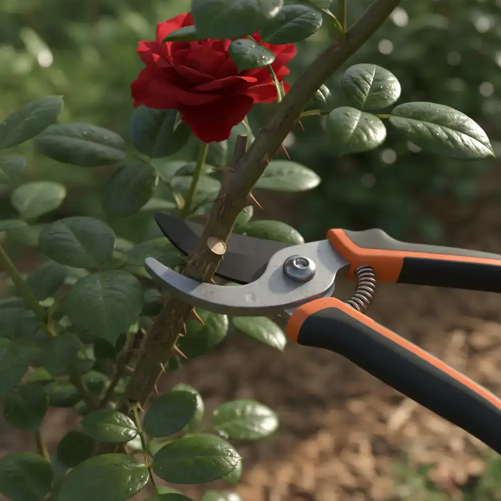Pruning shears trimming a mature plant stem