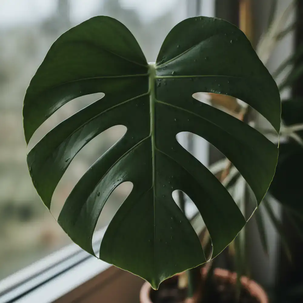 Close up of a Monstera Deliciosa leaf